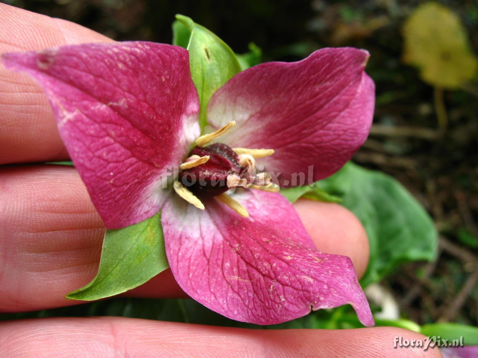 Trillium hybrid-pedicellate type