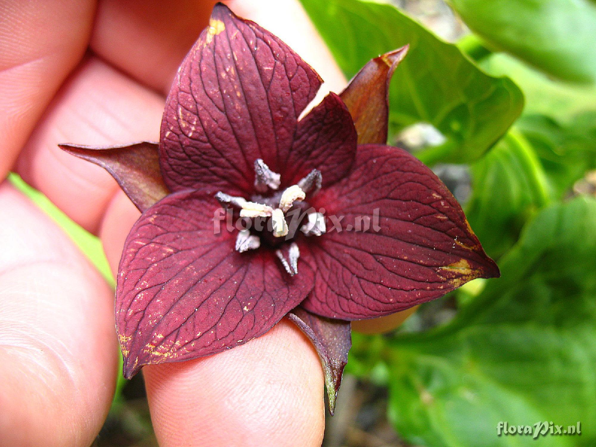 Trillium pedicellate type