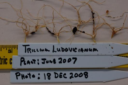 Trillium ludovicianum seedling