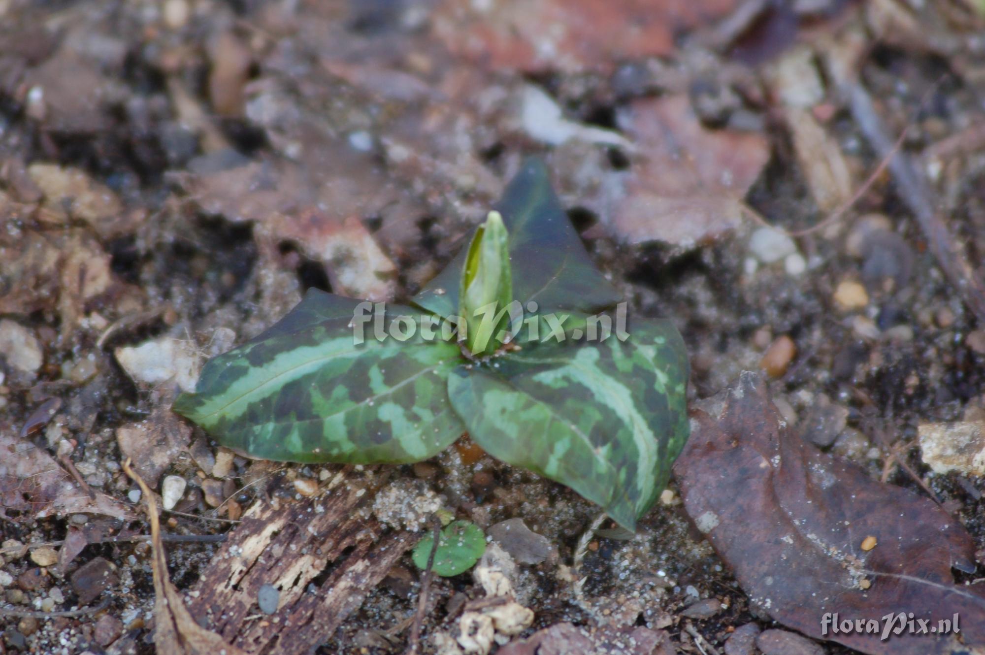 Trillium decipiens