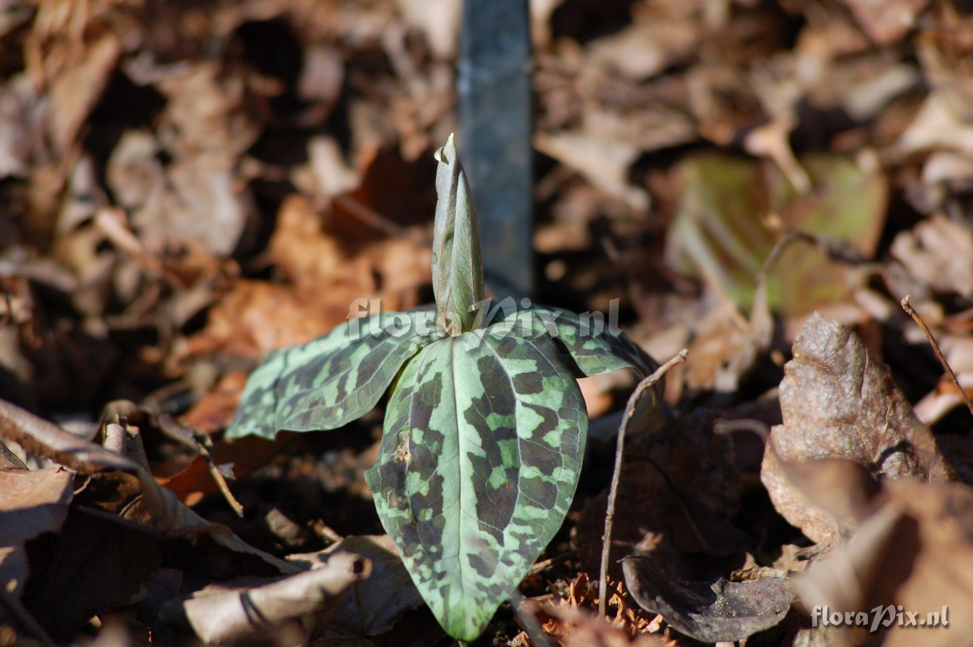 Trillium underwoodii