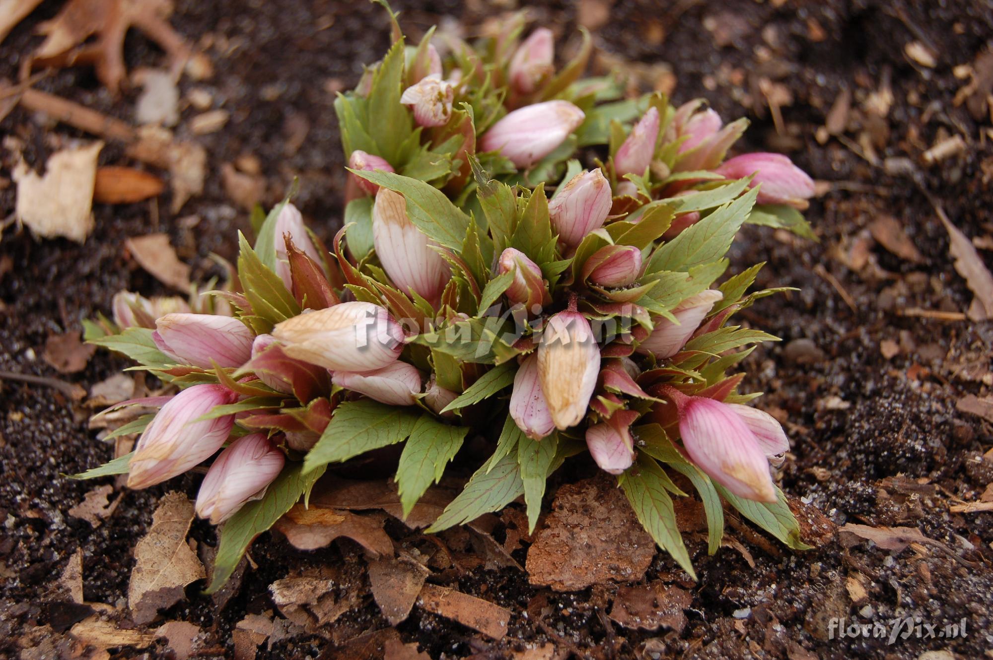 Helleborus thibetanus