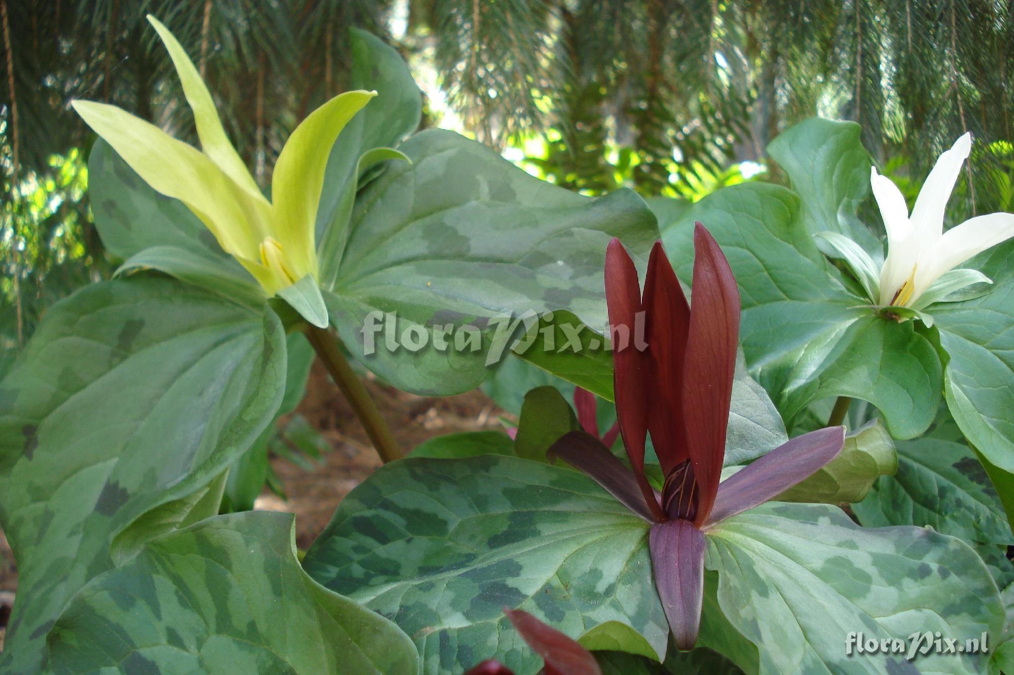 Trillium kurabayashii