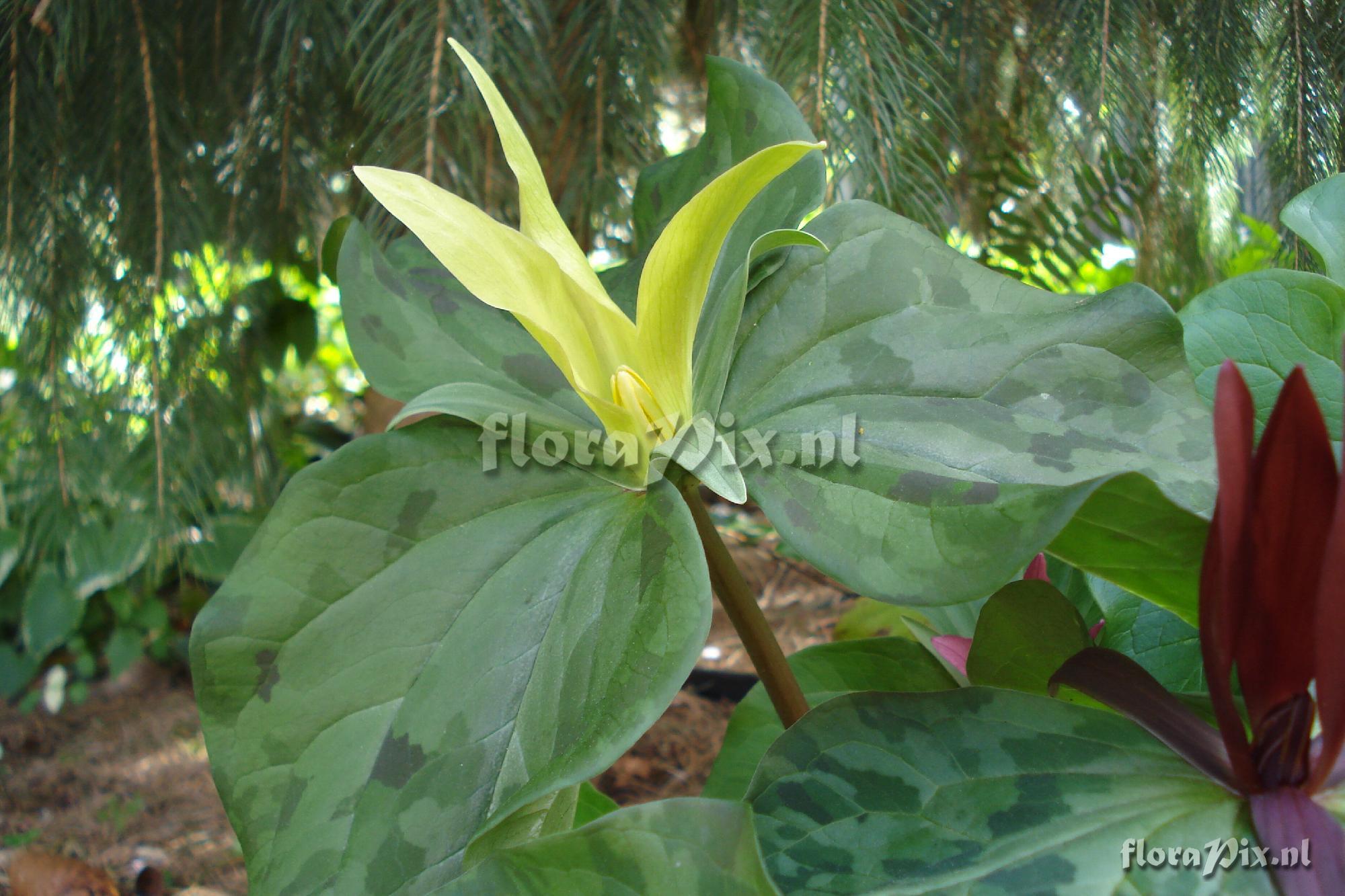 Trillium kurabayashii "Yellow form"