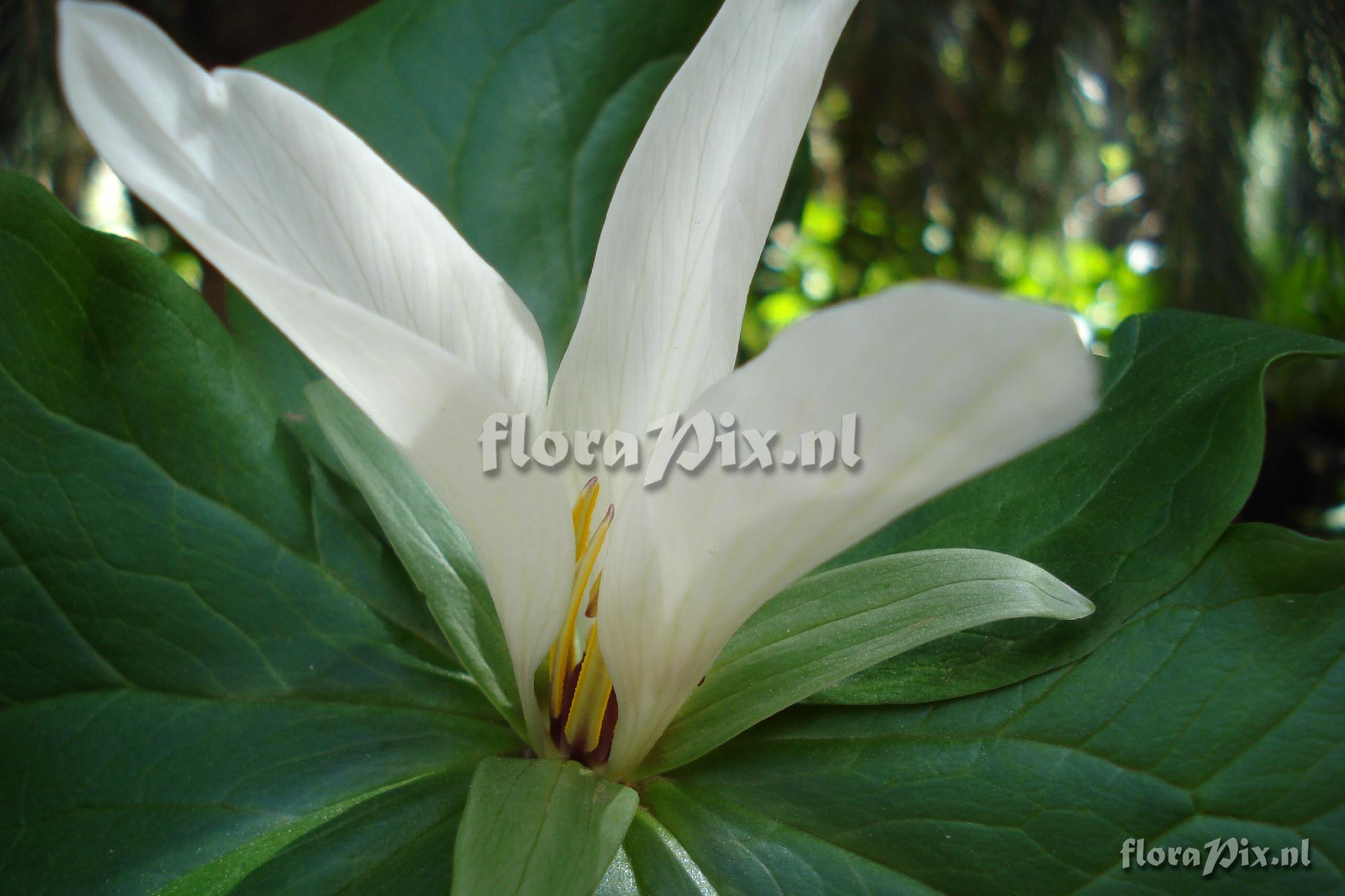 Trillium kurabayashii "white form"