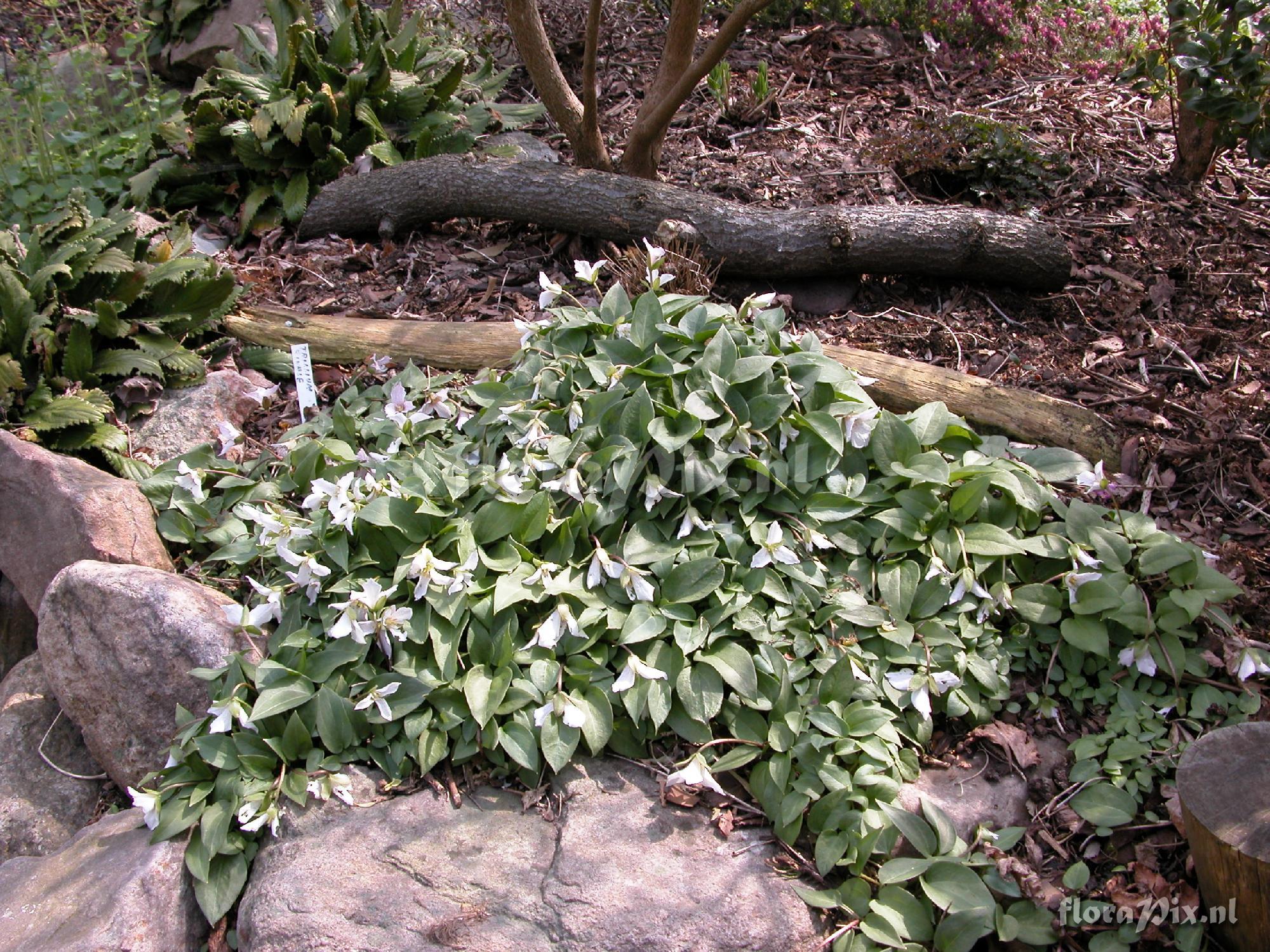 Trillium rivale