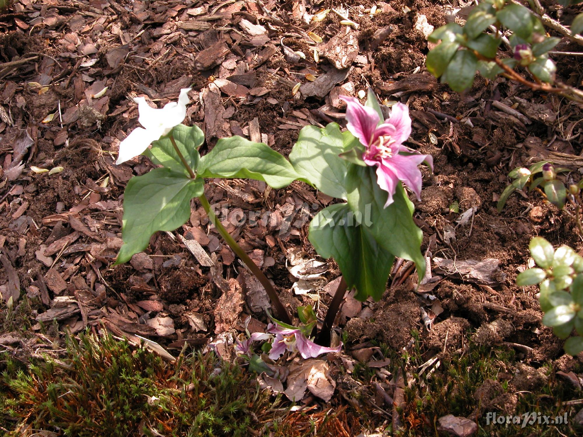 Trillium ovatum