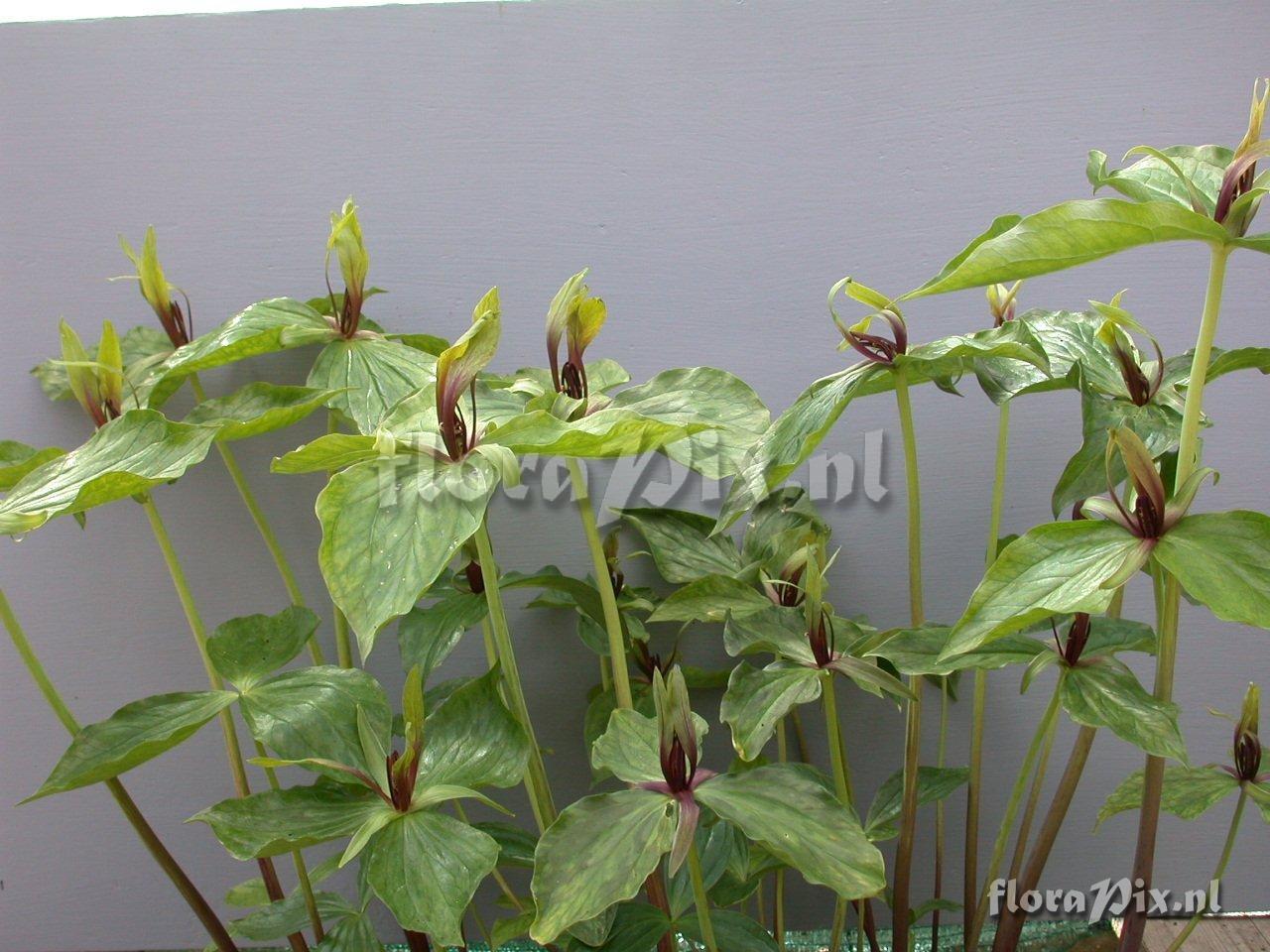 Trillium viridescens Virus diseased