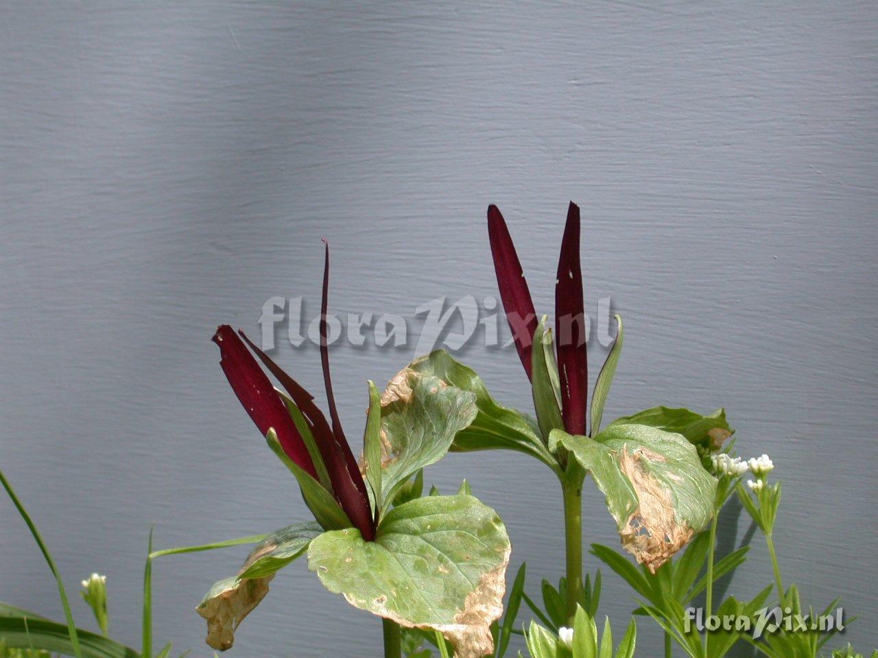 Trillium chloropetalum Virus disease