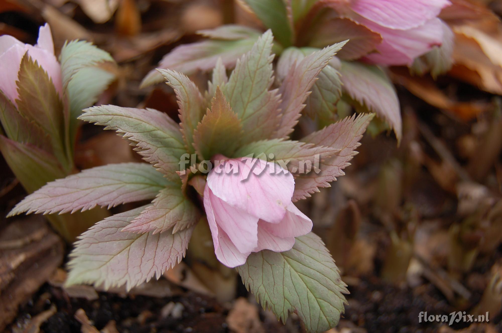 Helleborus thibetanus