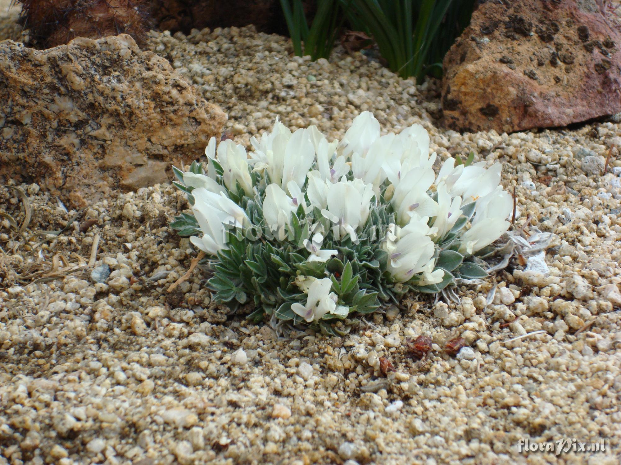 Astragalus gilviflorus var. gilviflorus