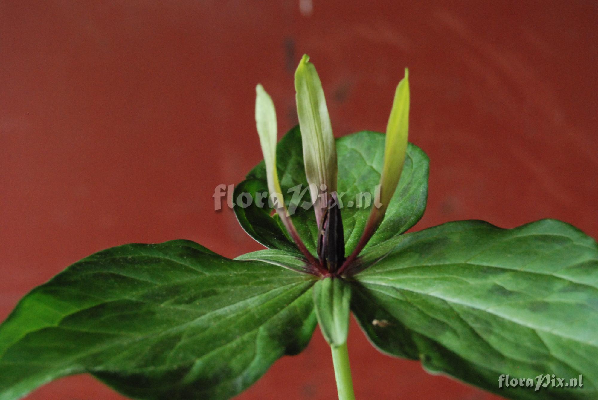 Trillium unknown