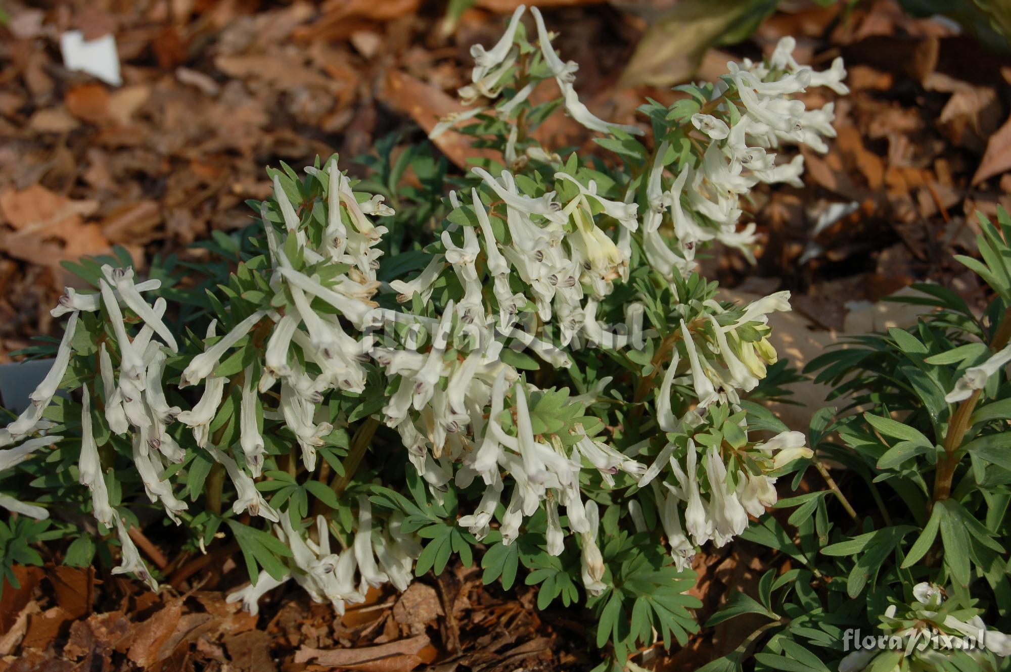 Corydalis angustifolia