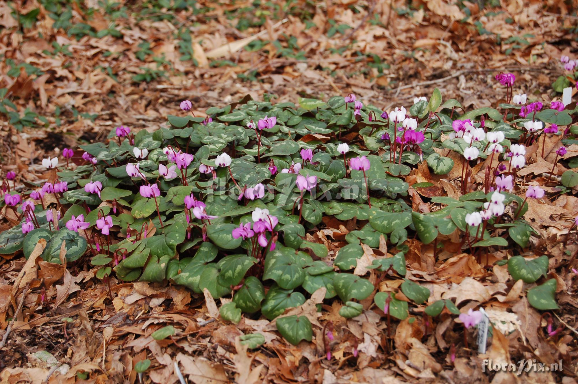 Cyclamen coum