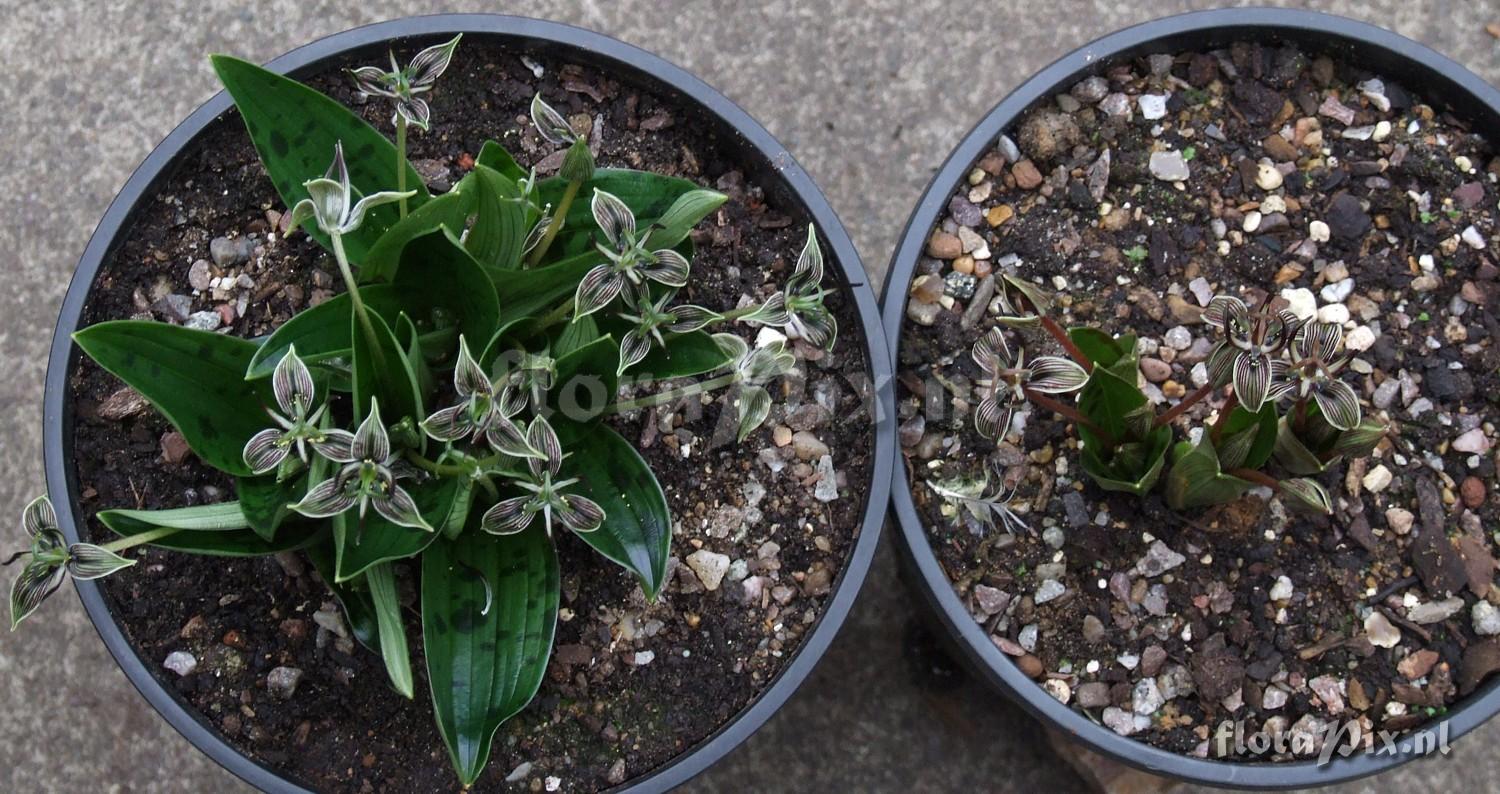 Scoliopus bigelowii