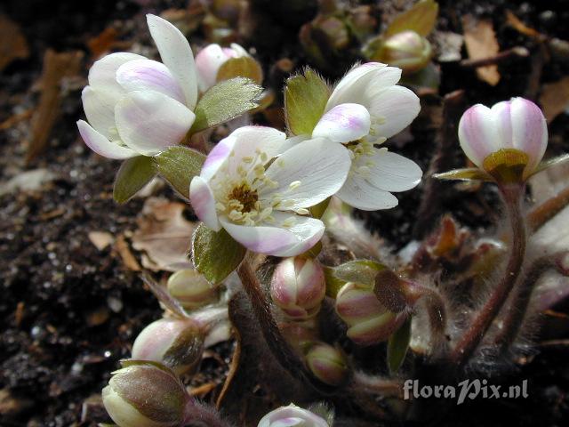 Hepatica yamatutai