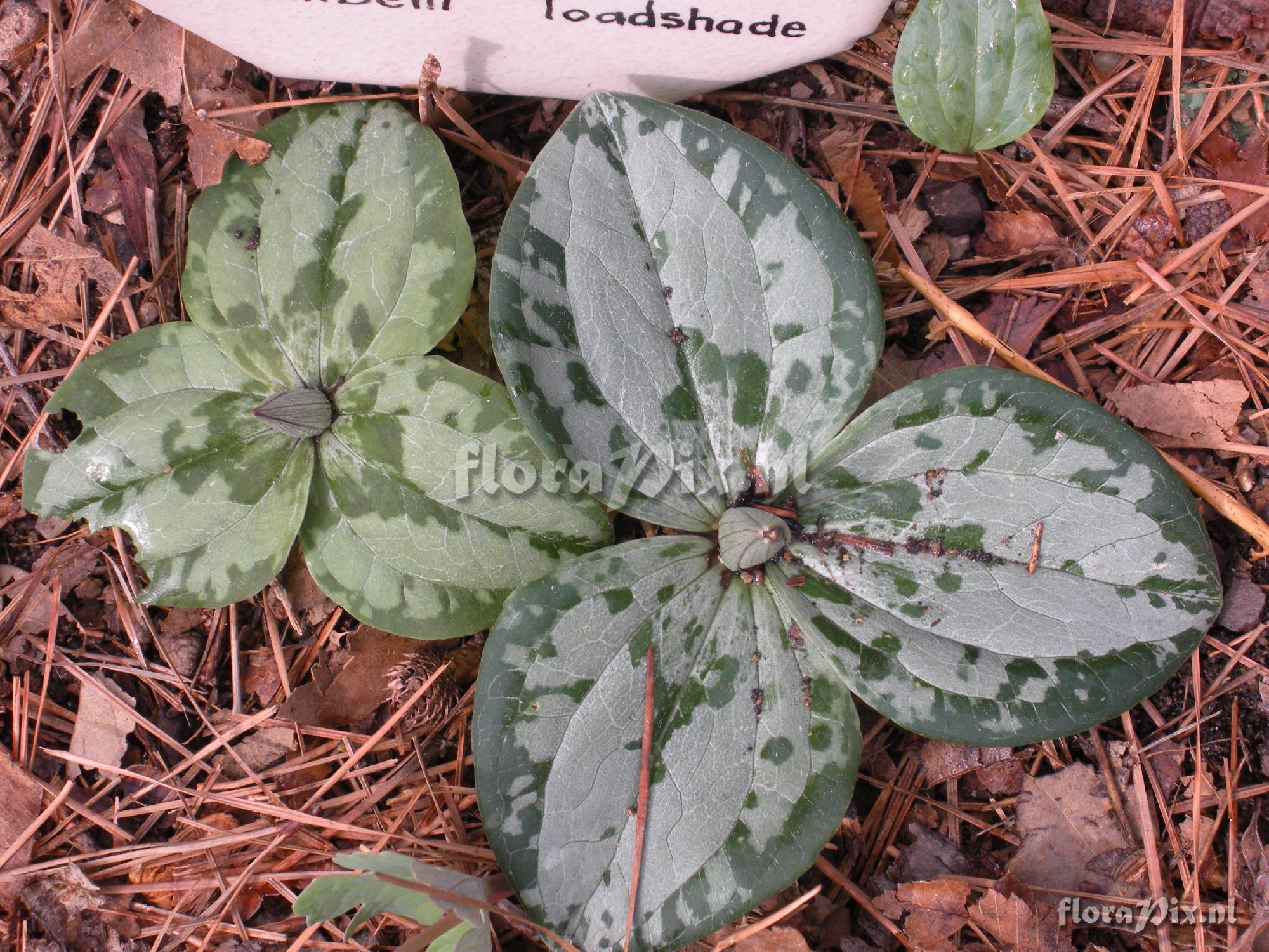 Trillium decumbens