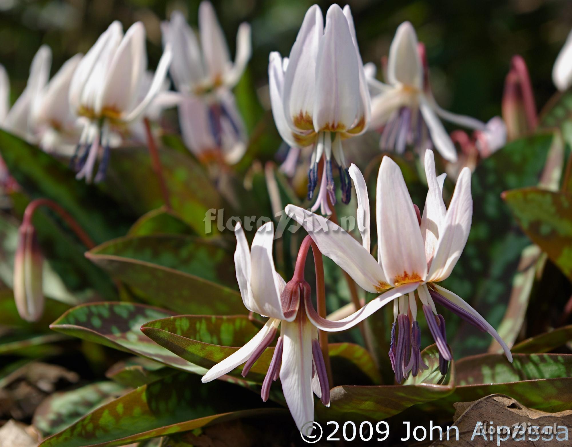 Erythronium dens-canis 