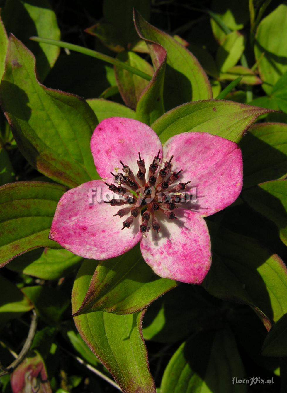 Cornus suecica