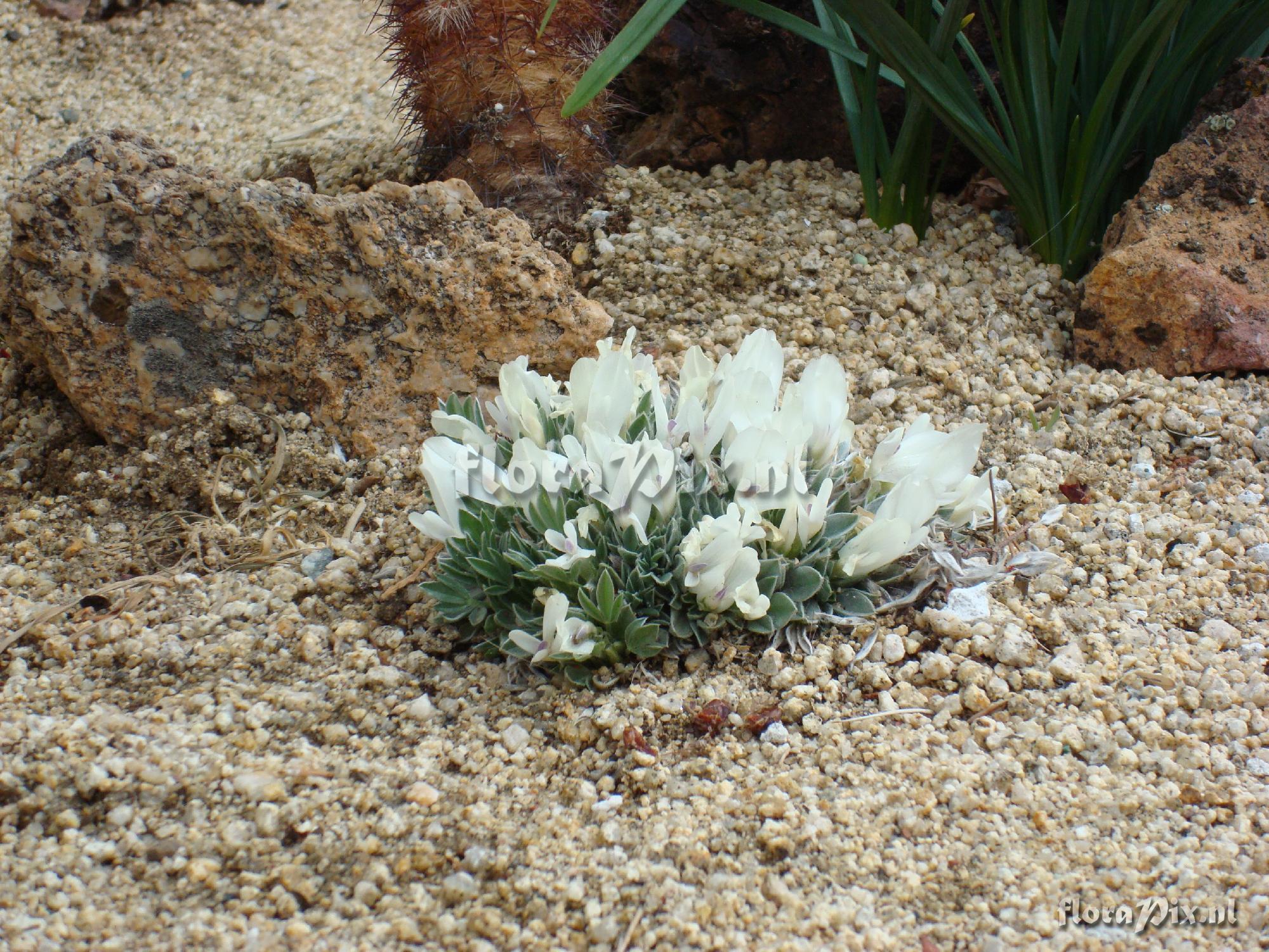 Astragalus gilviflorus var. gilviflorus