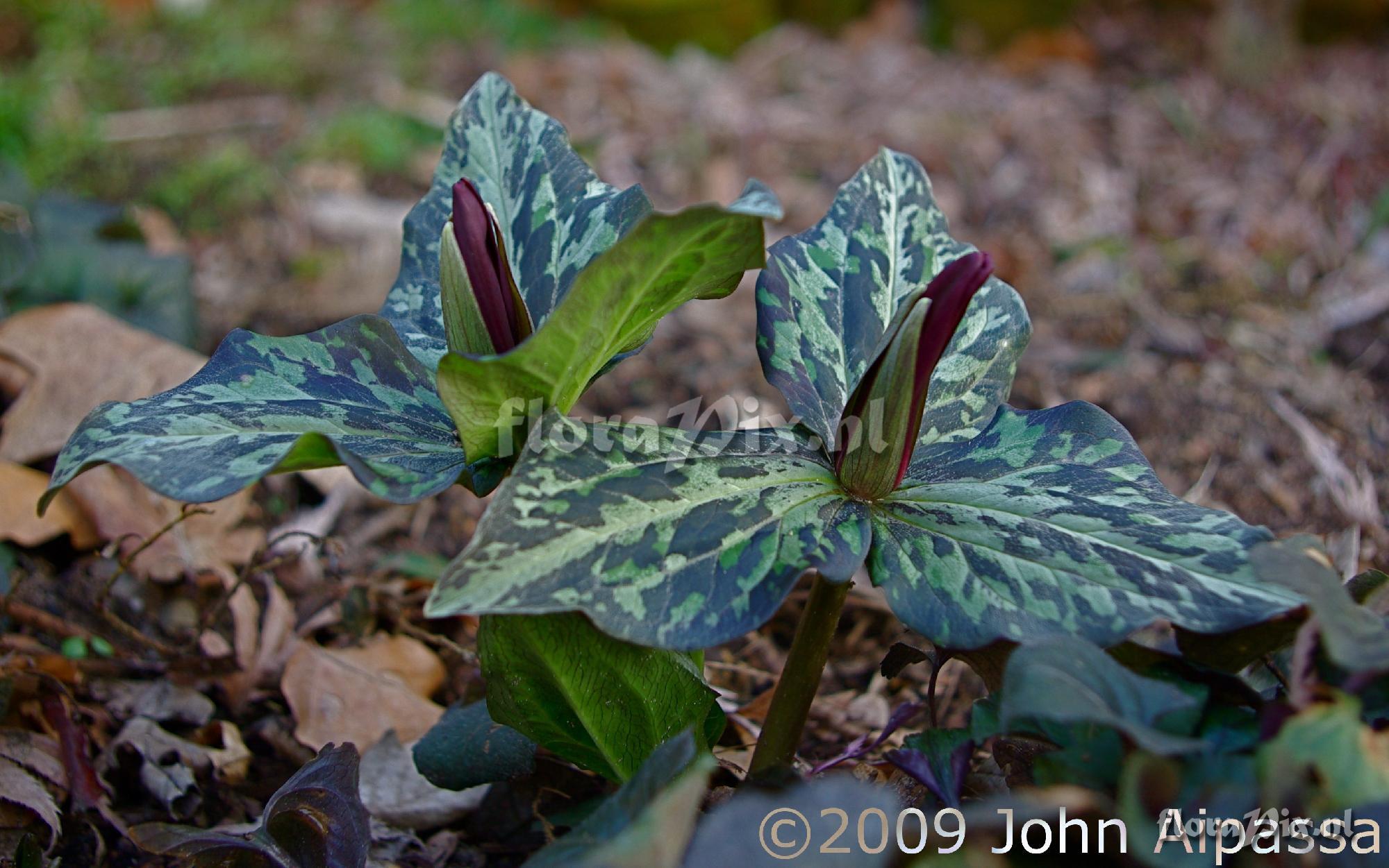 Trillium kurabayashii