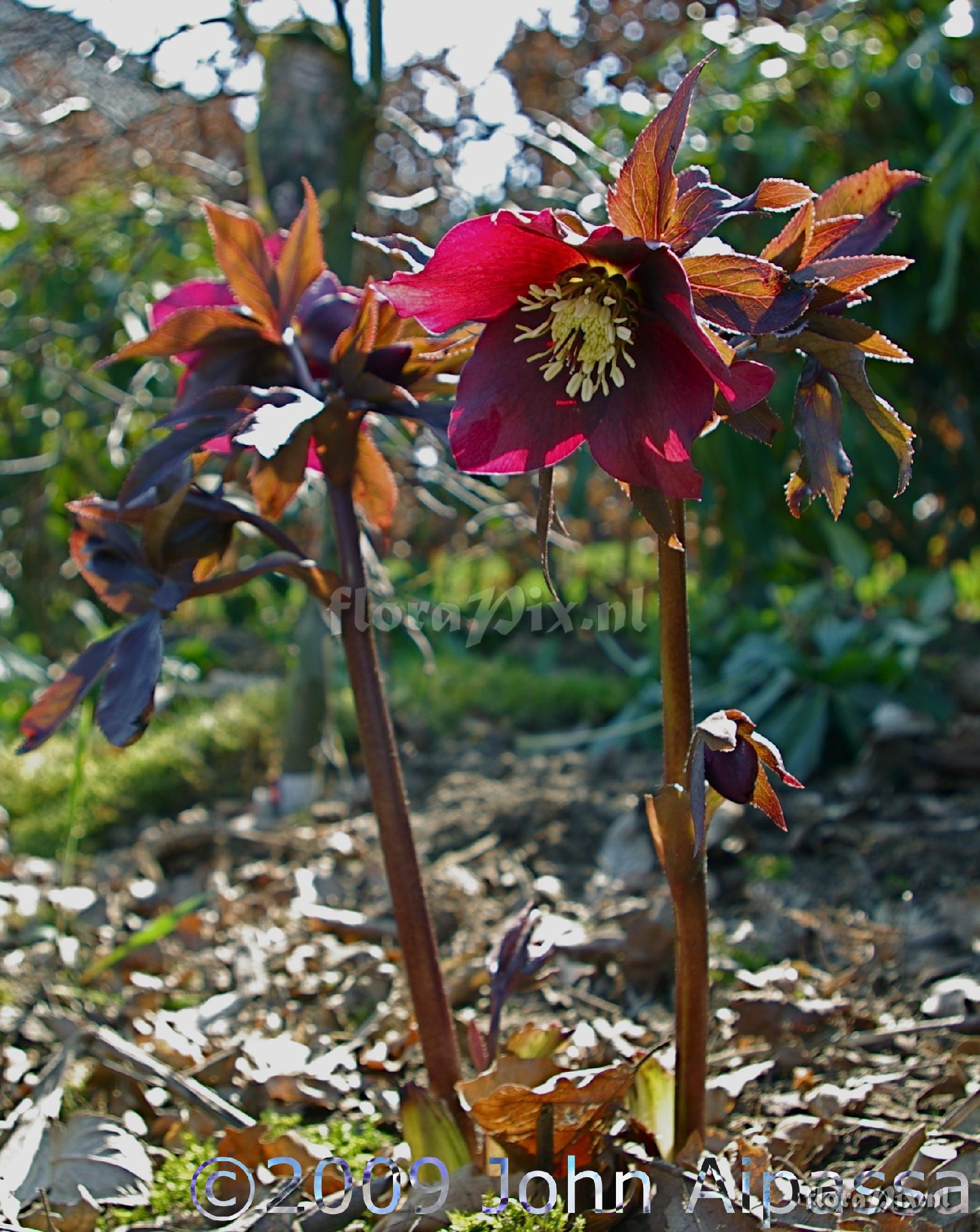 Helleborus hybrid