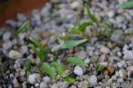 Trillium erectum seedlings