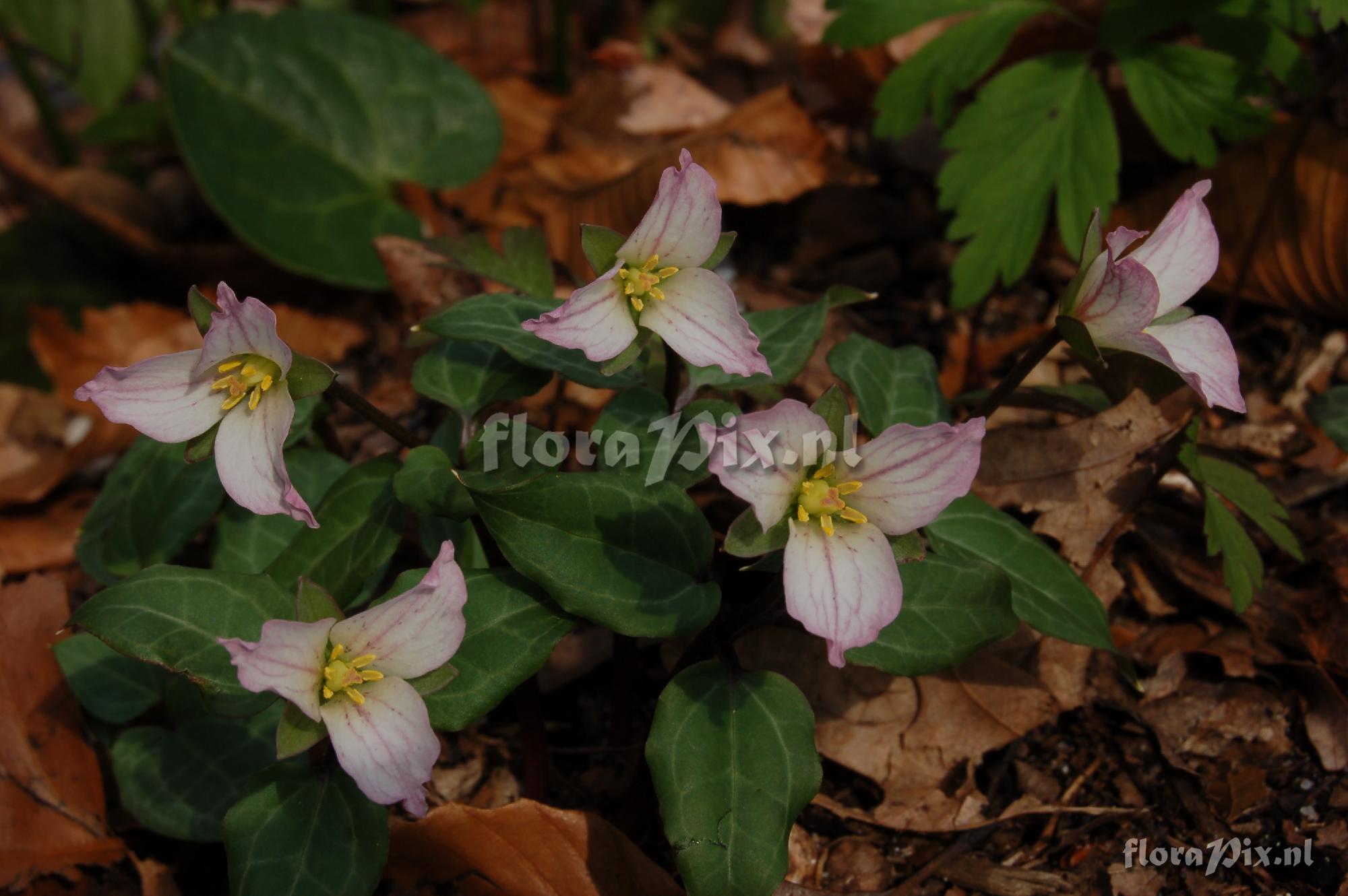 Pseudotrillium rivale 