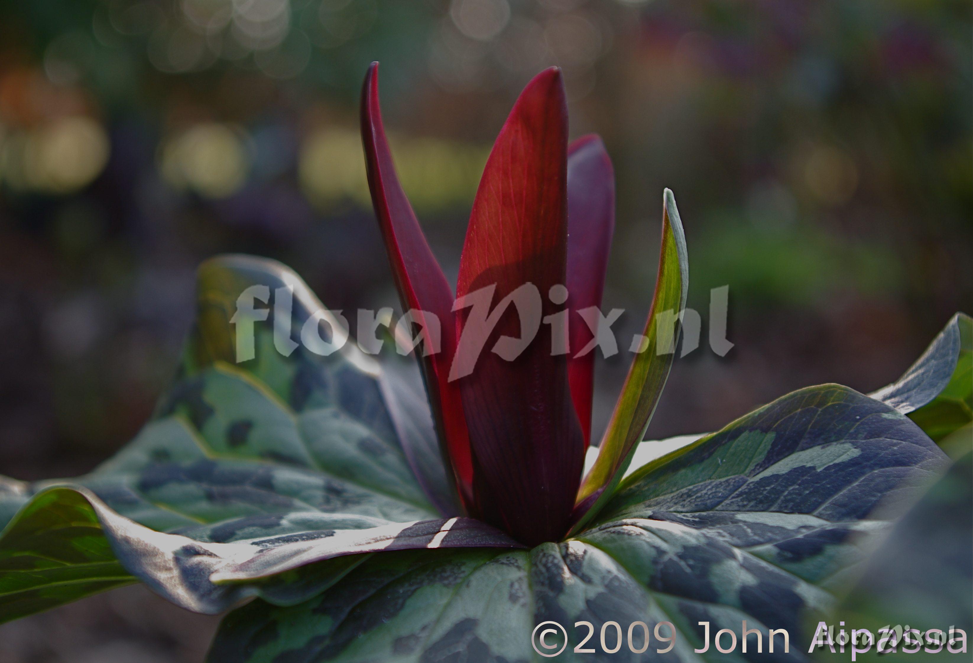 Trillium kurabayashii