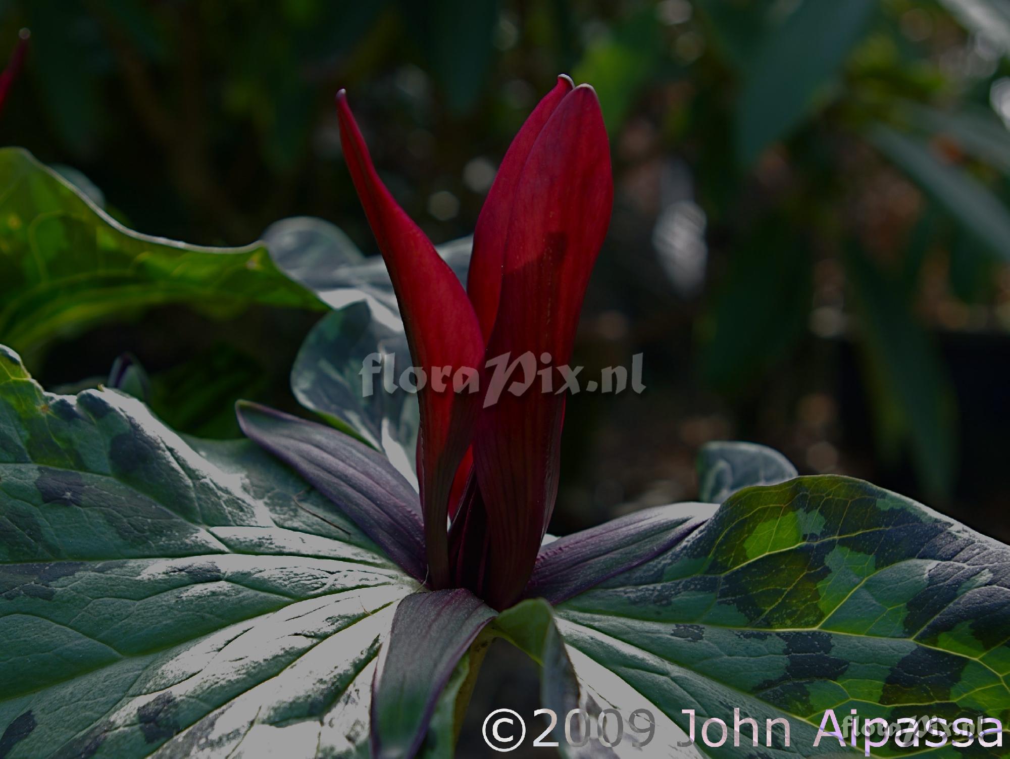 Trillium kurabayashii