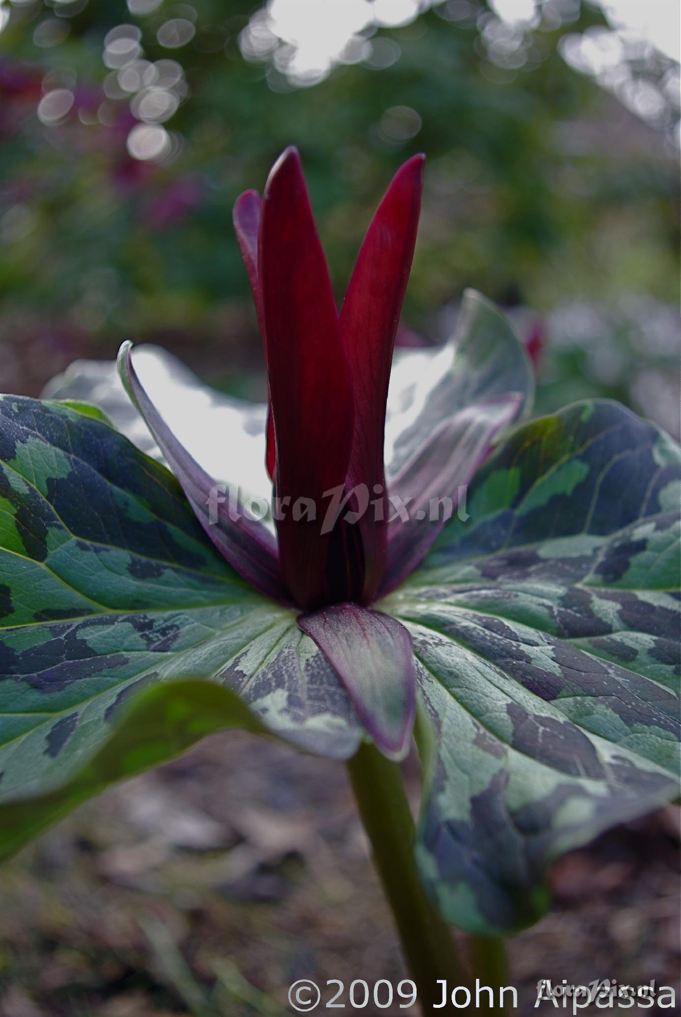 Trillium kurabayashii