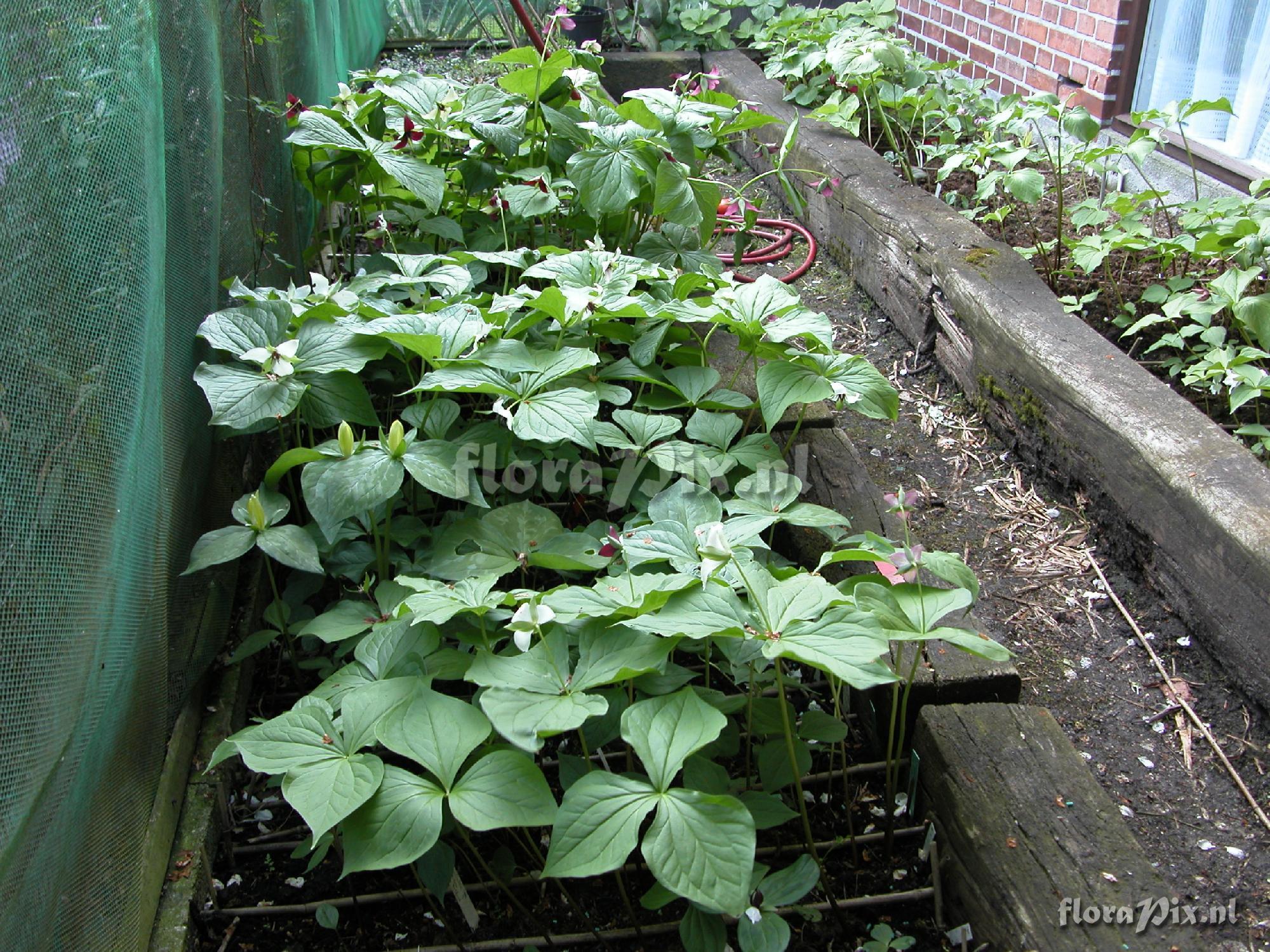 Trillium propagating bed in Denmark