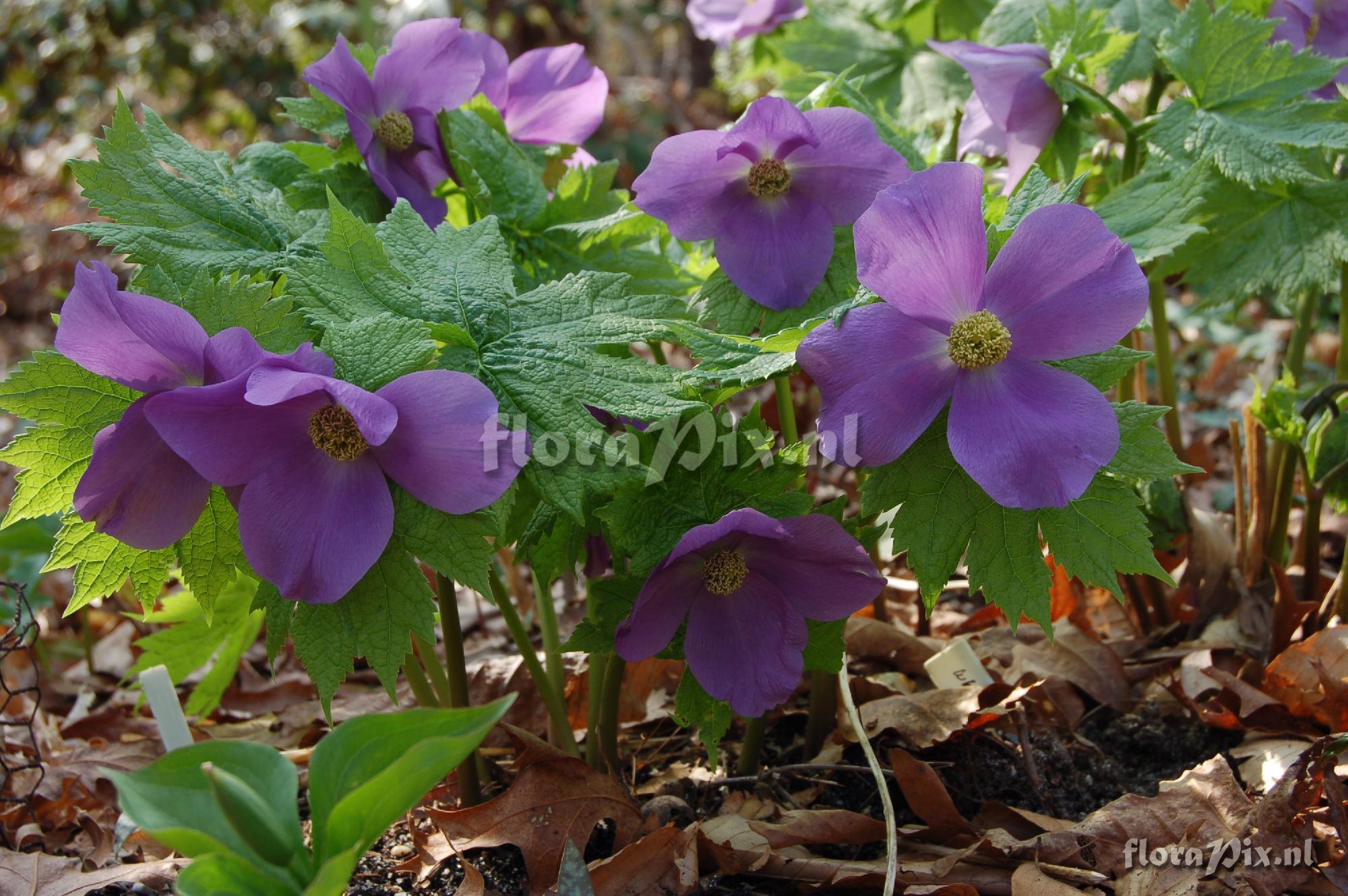 Glaucidium palmatum