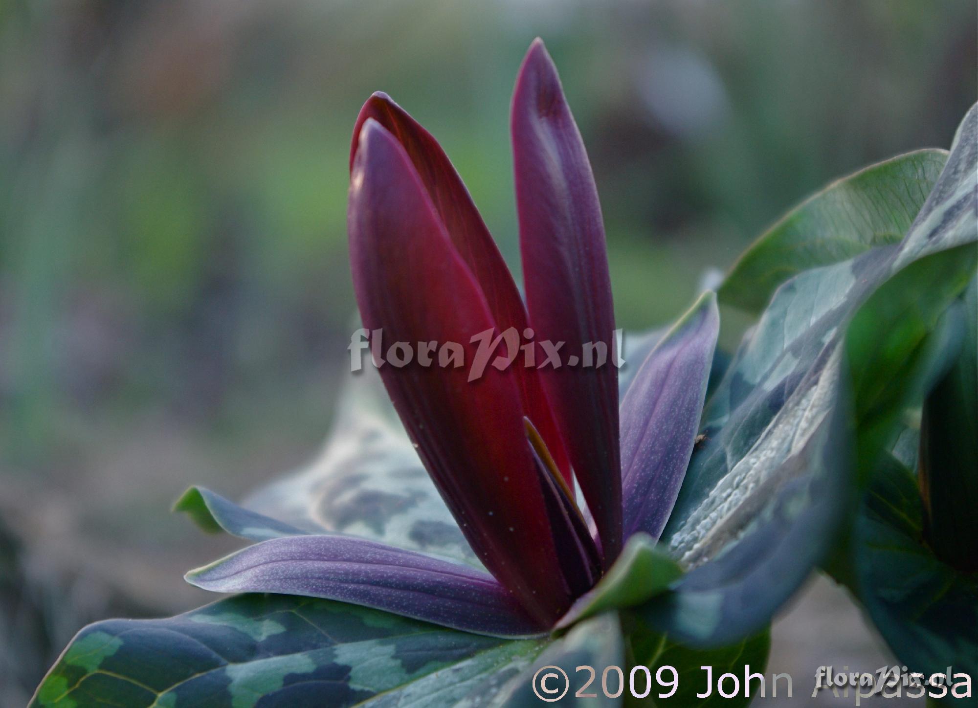 Trillium chloropetalum giganteum