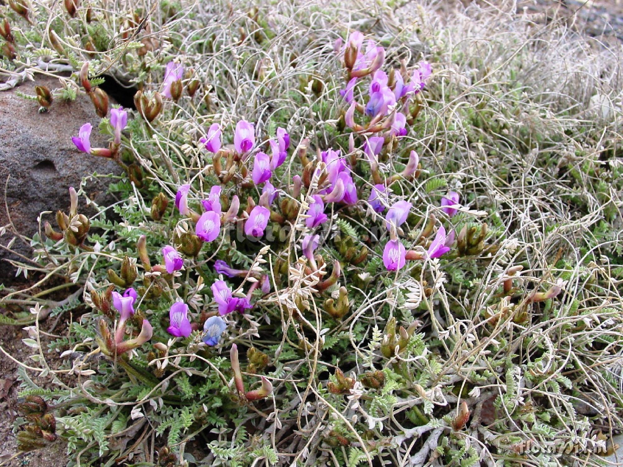 Astragalus zionis