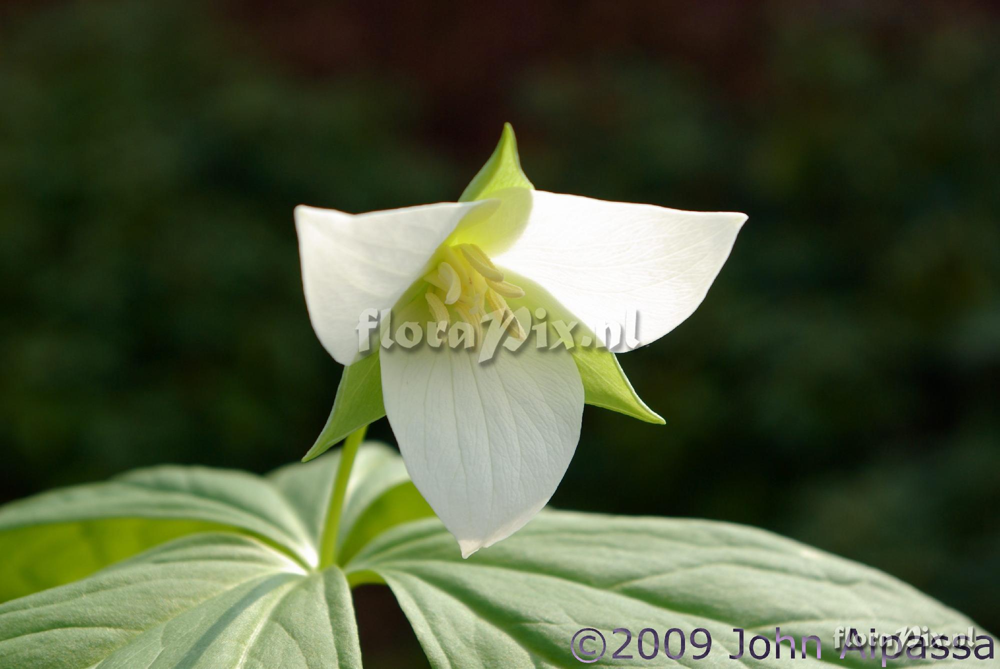 Trillium flexipes