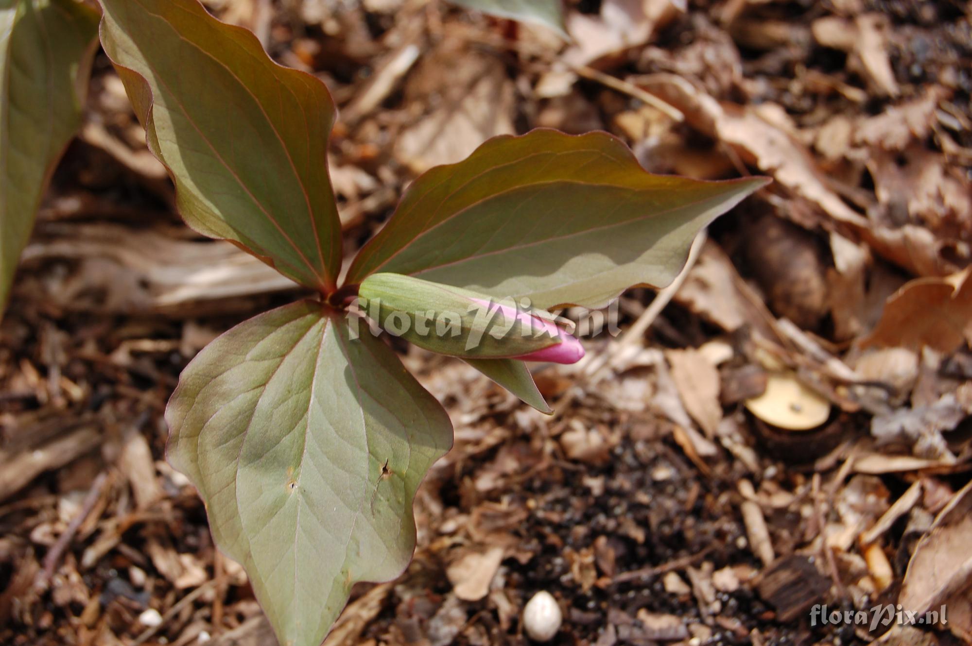 Trillium grandiflorum roseum