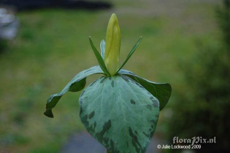 Trillium luteum