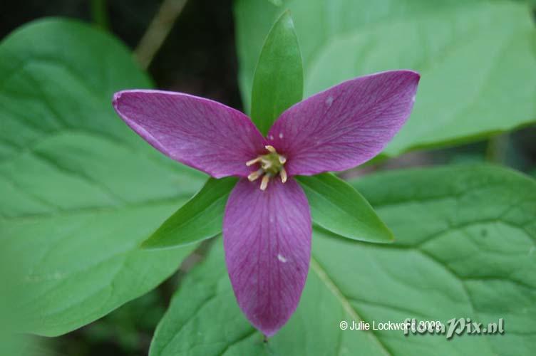 Trillium ovatum