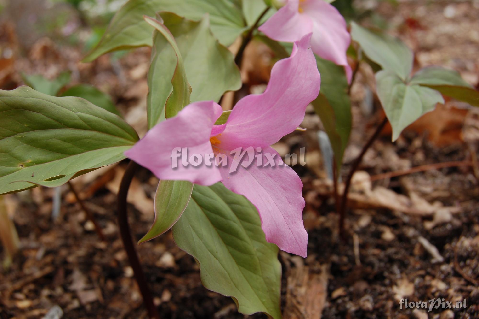 Trillium grandiflorum roseum, dark