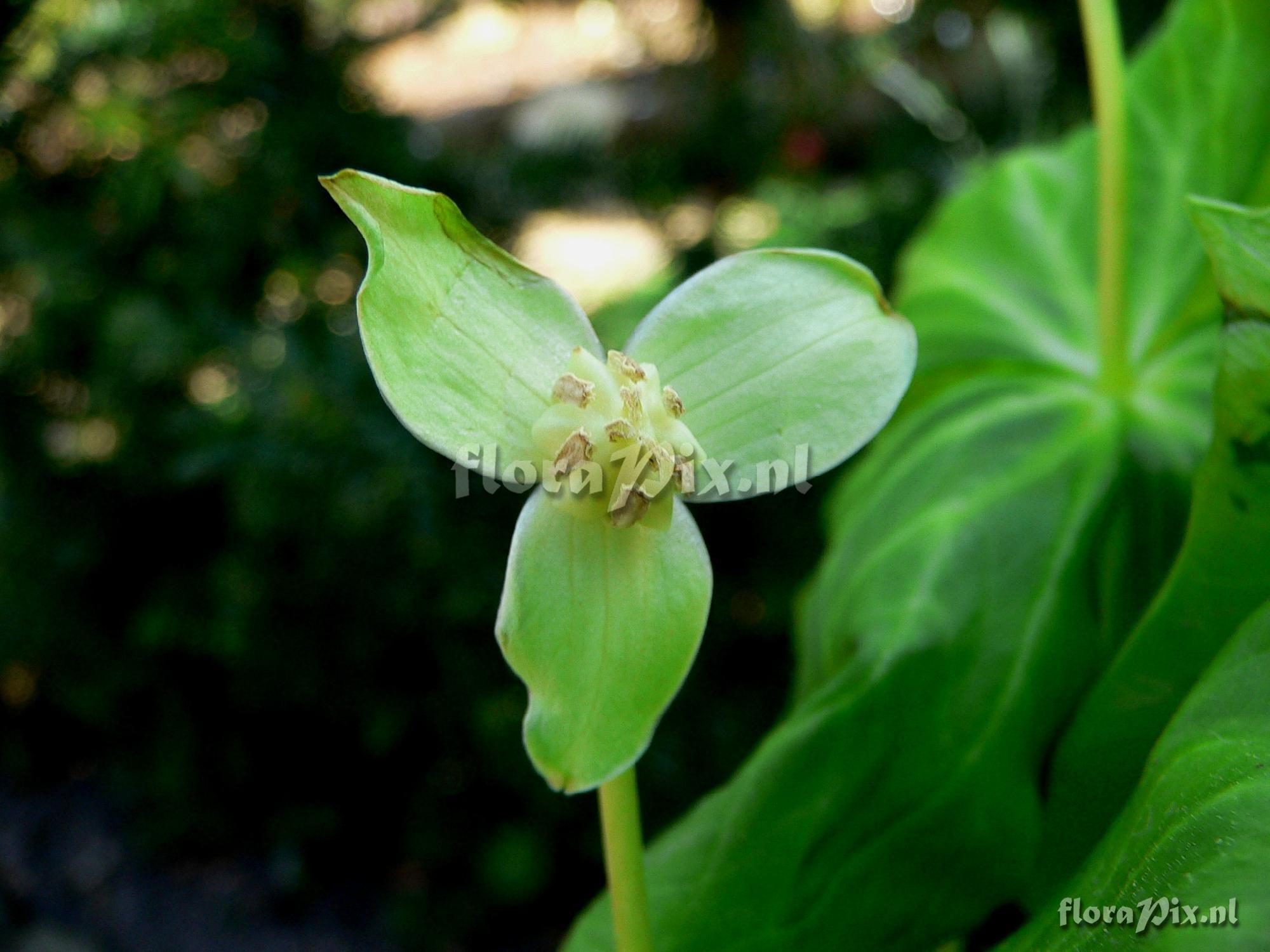 Trillium smallii alba