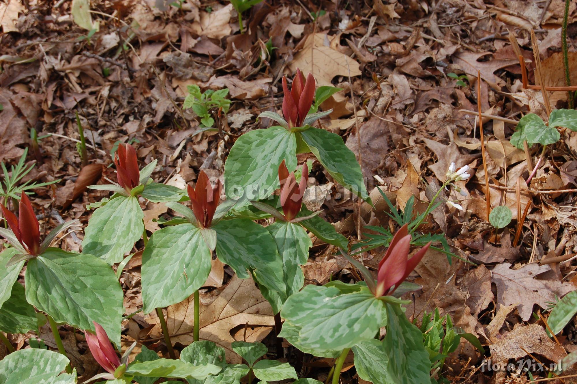 Trillium cuneatum "orange"