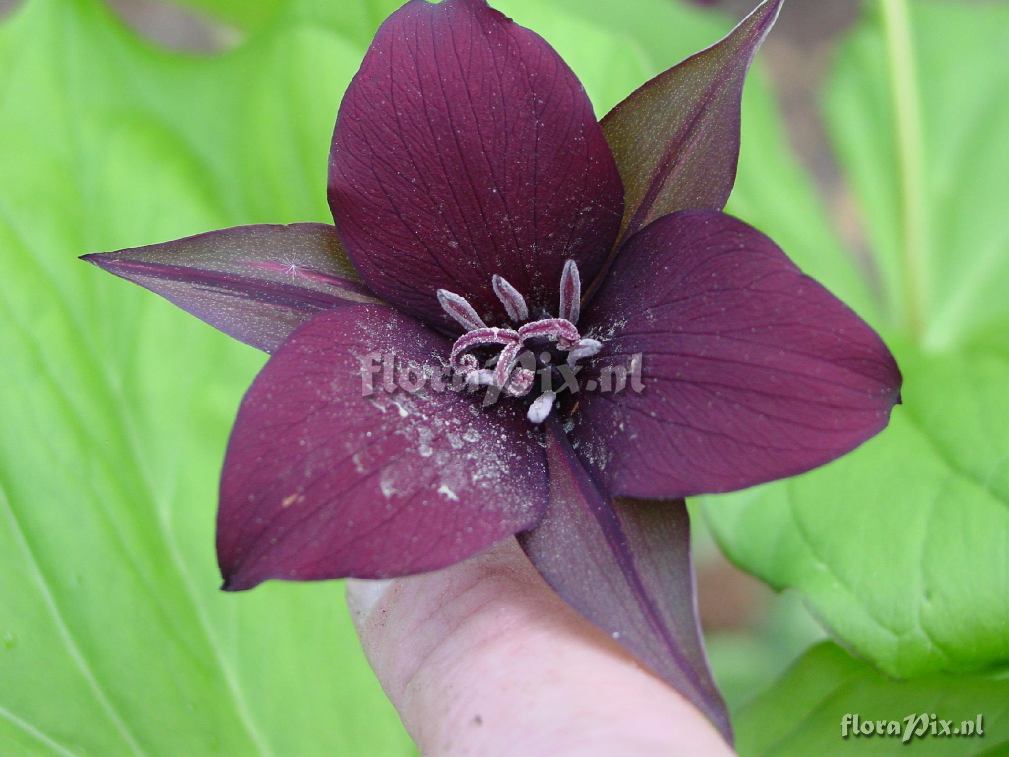 Trillium sulcatum