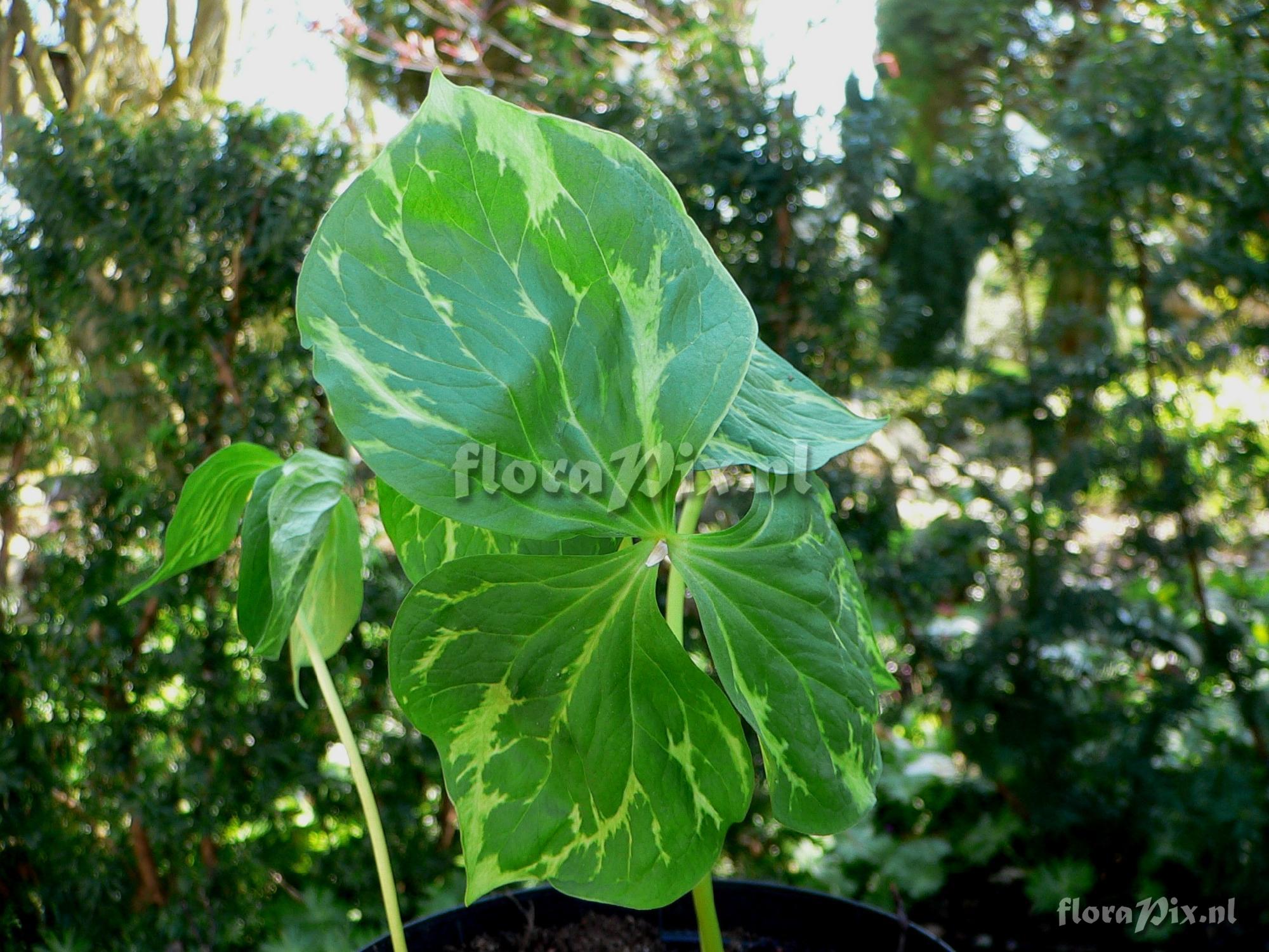 Trillium camschatcense variegated