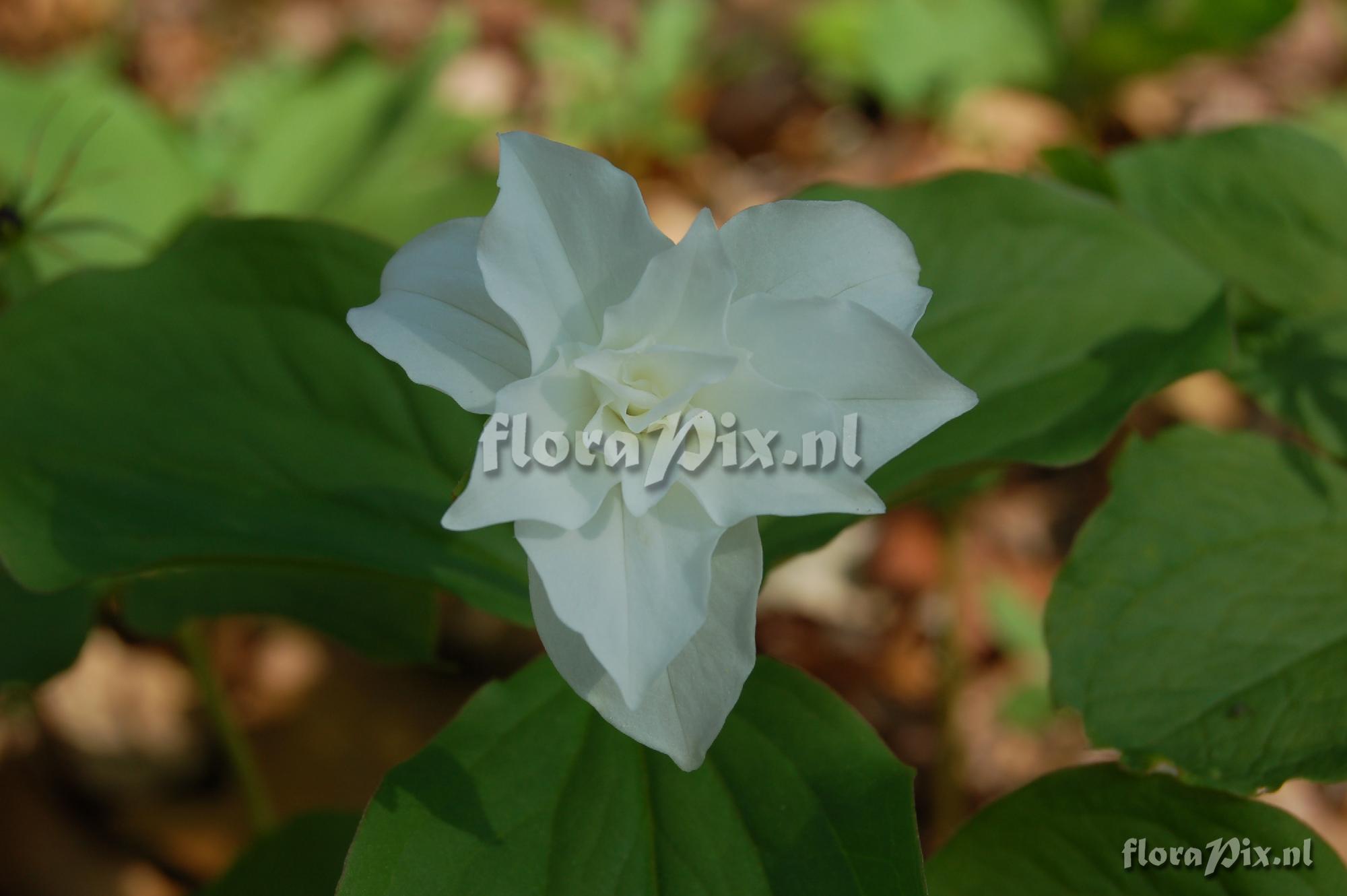 Trillium ovatum Double form