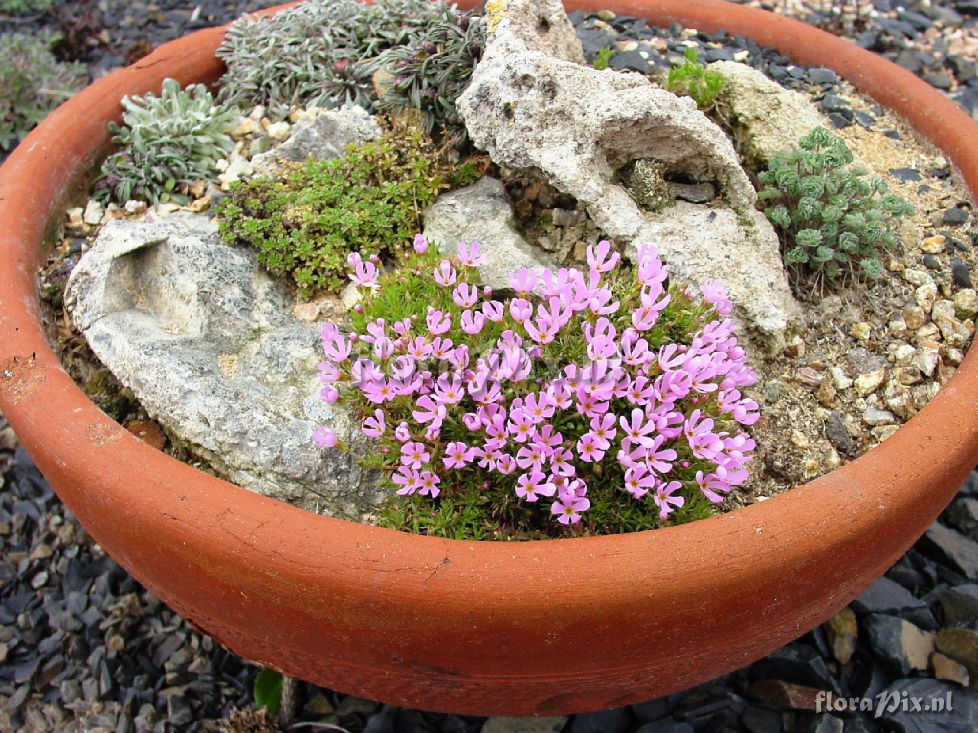 Douglasia montana