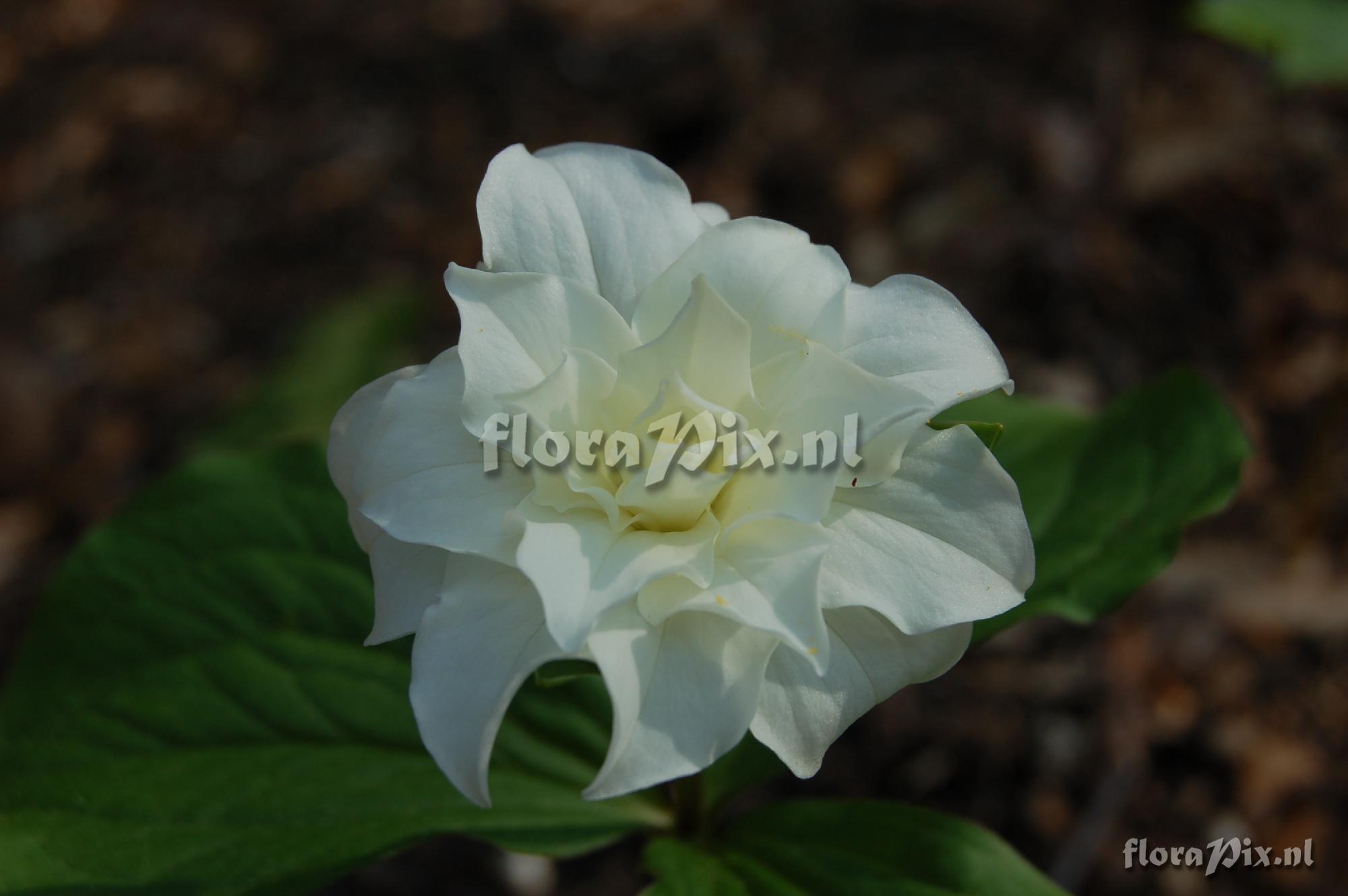 Trillium grandiflorum double form