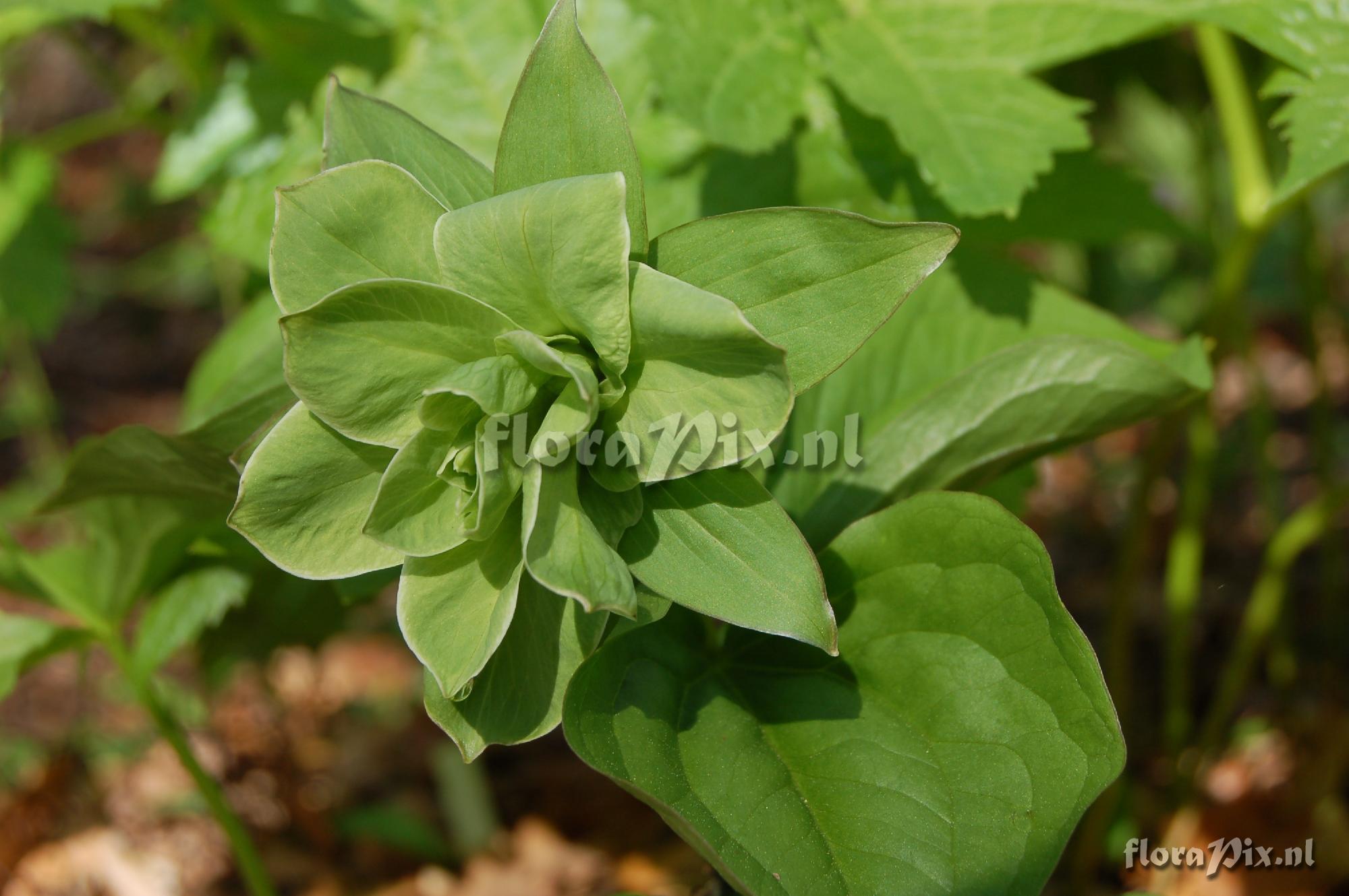 Trillium grandiflorum double green form