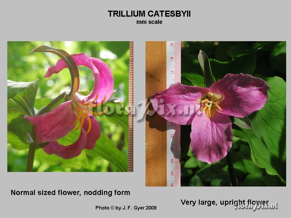Trillium catesbyii