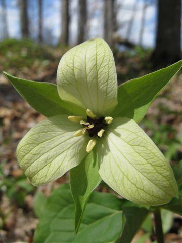 Trillium erectum color variant